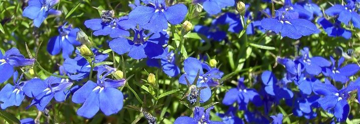 Männertreu Pflanze in Blau 